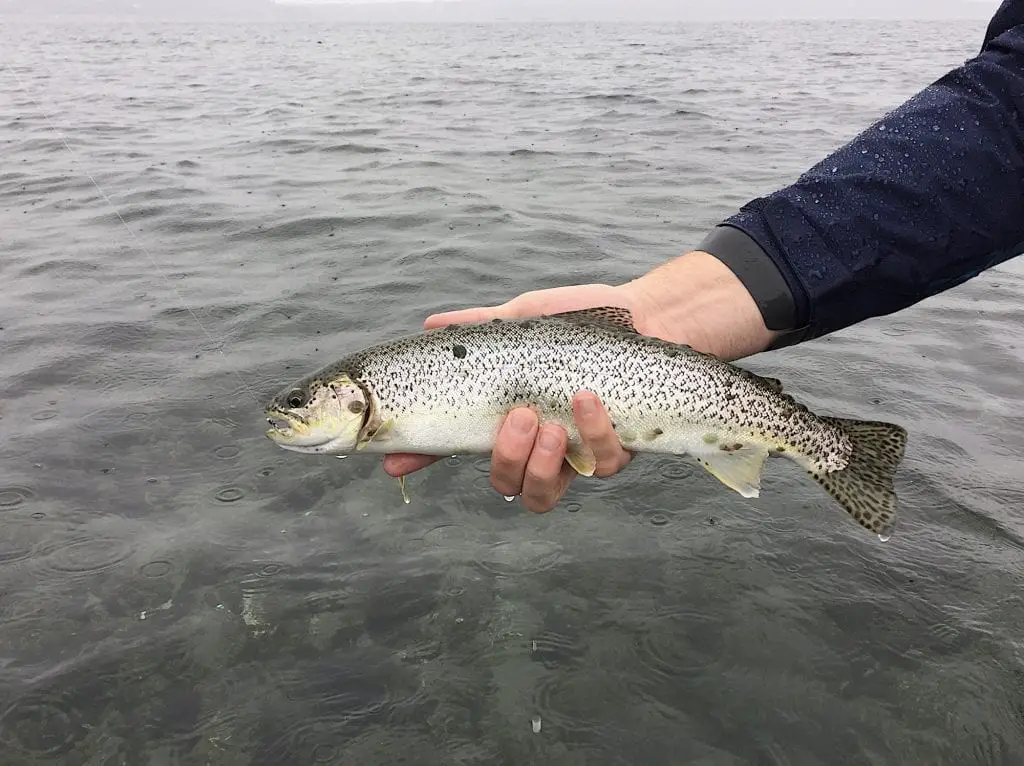 coastal cutthroat in salt water