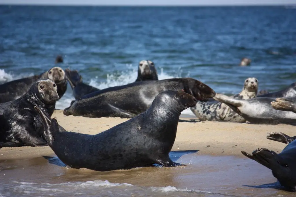 Seals on the Beach 