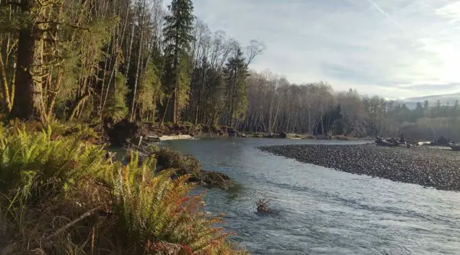 Rainforest Steelhead Fishing