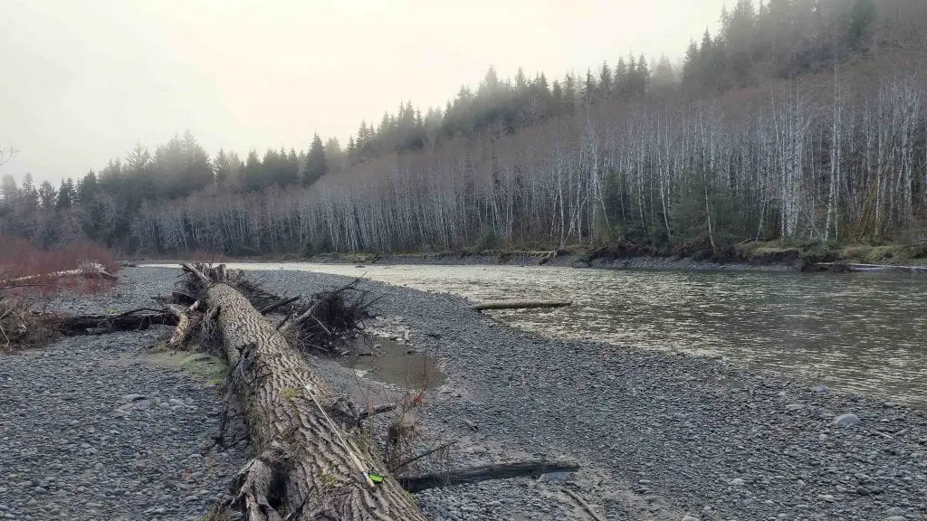 Rainforest Steelhead