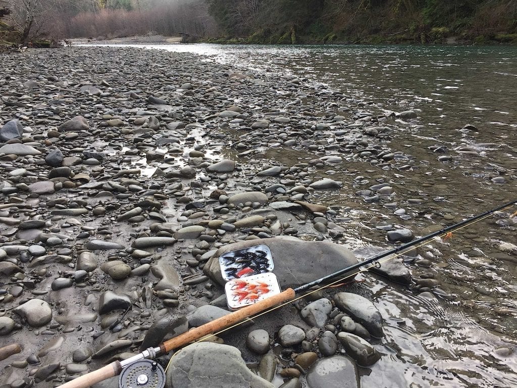 Rainforest Steelhead