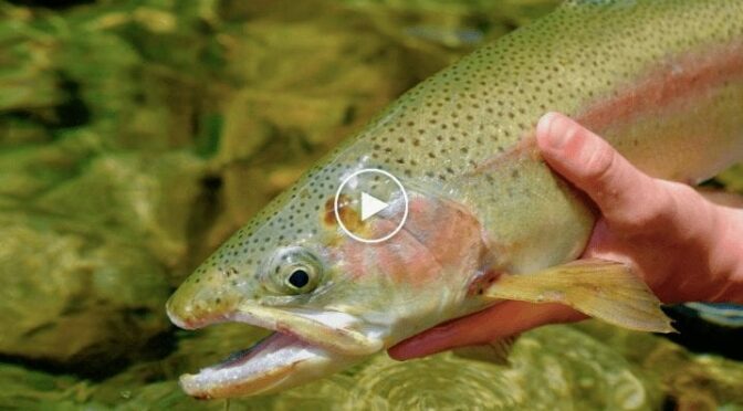 Fly Fishing New Zealand on a Budget – Trailer