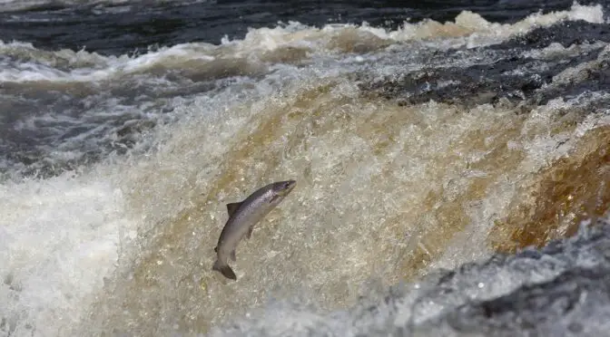 Historic Deal for North Atlantic Salmon