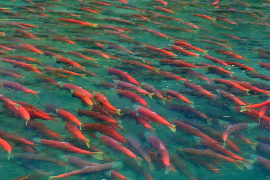 Bristol Bay Sockeye Salmon