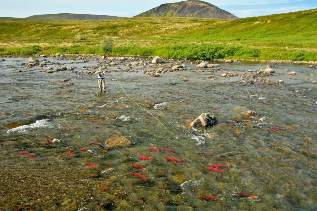 Bristol Bay Sockeye Salmon Casting