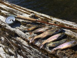 Trout caught with a fly rod