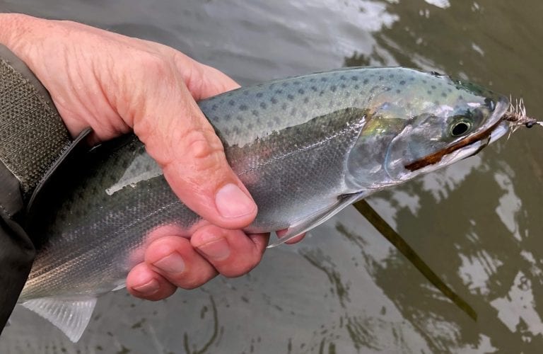 Puget Sound Fishing Winter Salmon on Trout Tackle
