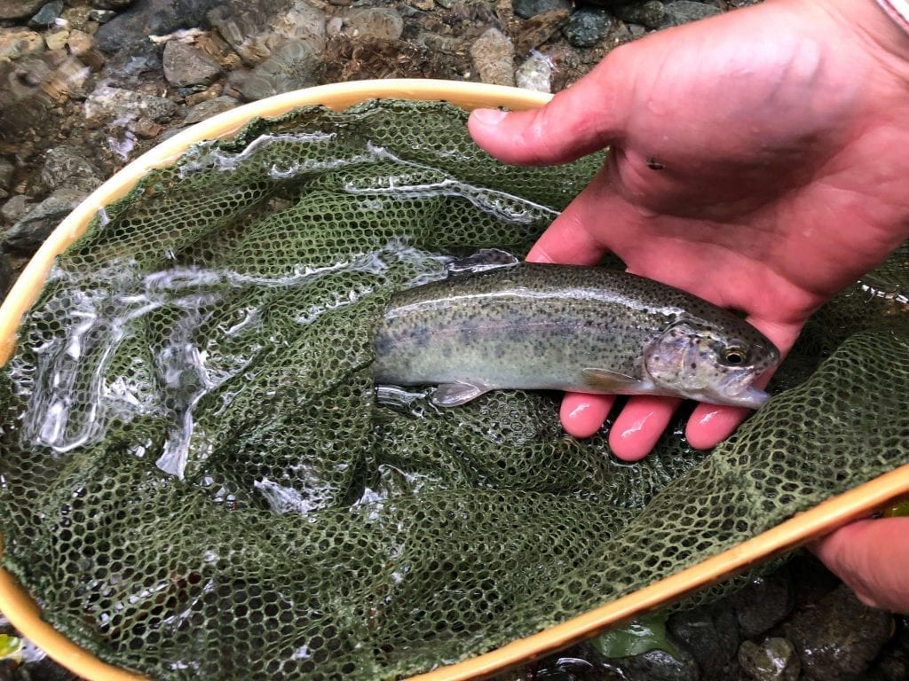 Seeking Native Trout in Japan Fly Fishing The Wading List