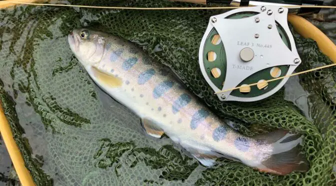 Japan Fly Fishing: Seeking Native Trout in Japan