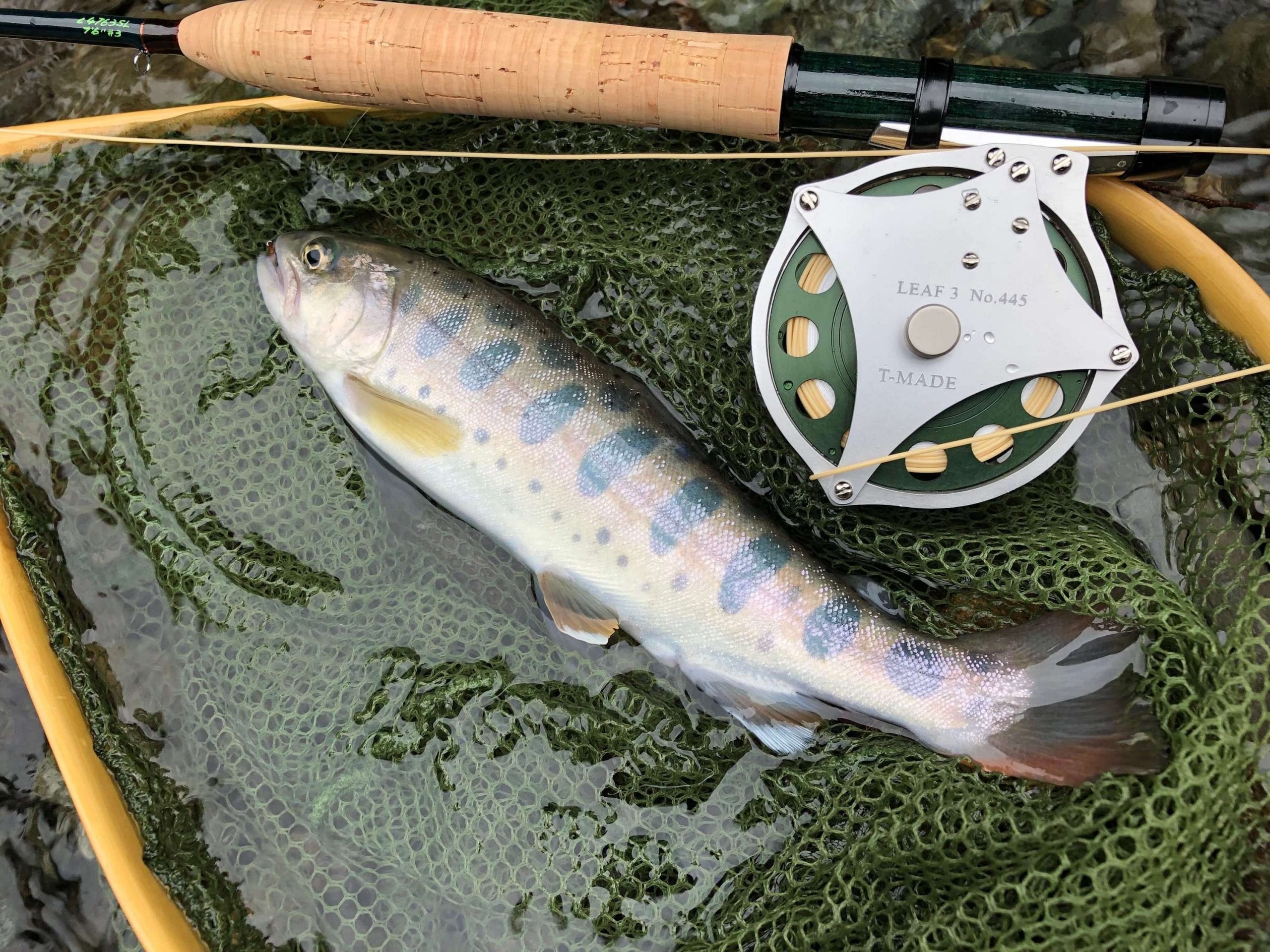 Fly Fishing Japan: Big Rainbow Trout vs 3lb Line (unedited!) 