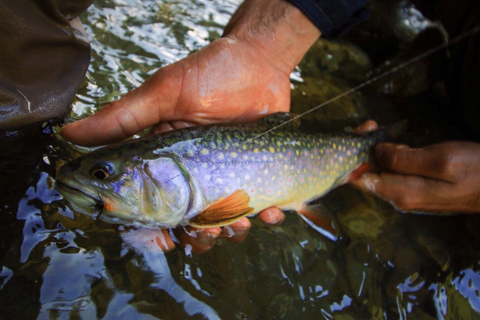 A brook trout that fell for a dry fly