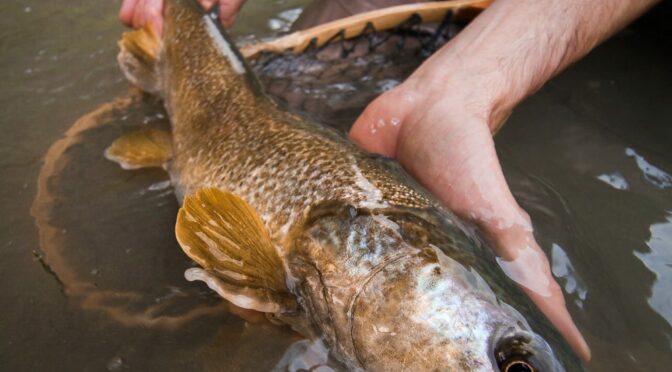 Marvelous Marble Trout in Italy – A Season on Alpine Waters