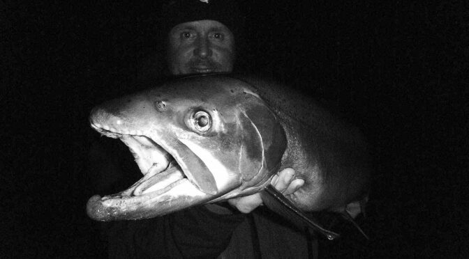 Big Trout at Night – Vampire Hours