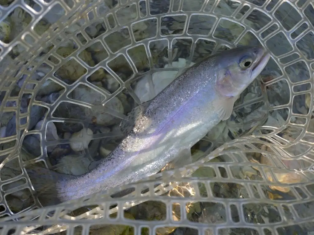 Fliegenfischen auf Regenbogenforellen