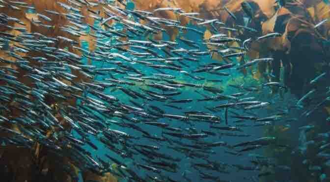 How Can Aquaculture Become Sustainable?