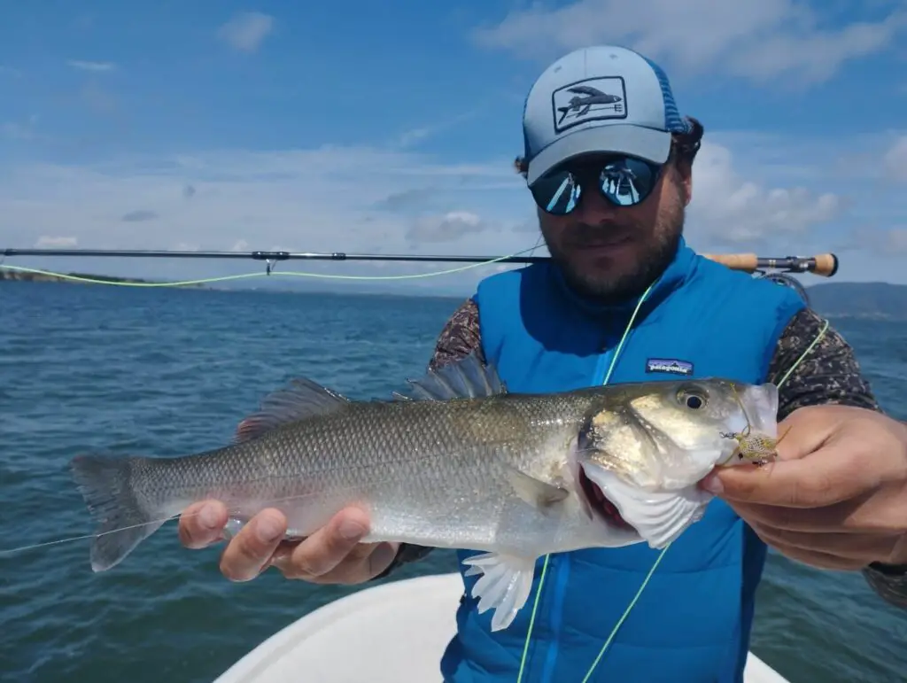 Sea bass caught while testing the best polarized sunglasses for fishing. Model worn: Oakley Clifden - Photo: Leonard Schoenberger © The Wading List 2023