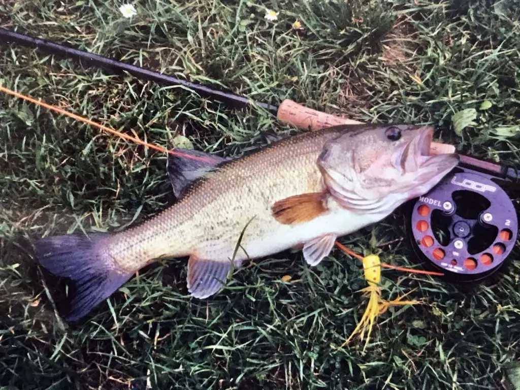 Fly fishing bass