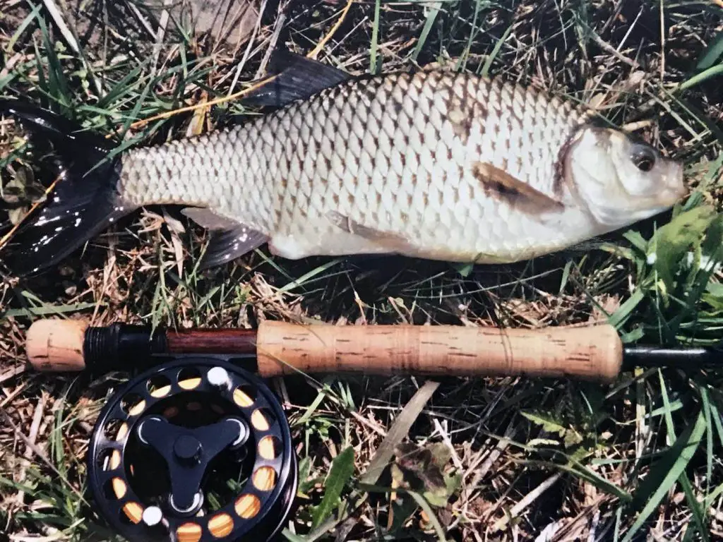 Fly fishing bass - rudd on the fly