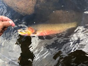 A high lake cutthroat trout