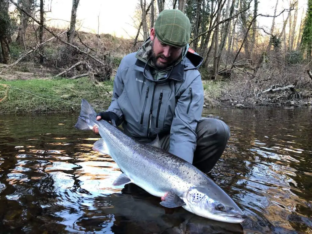 Multi Spawning Female Salmon