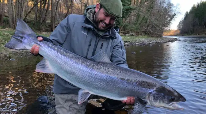 The Fascination of Multi Spawning Salmon