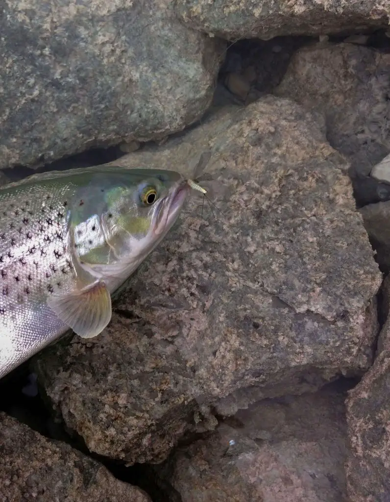 Lake trout with may fly