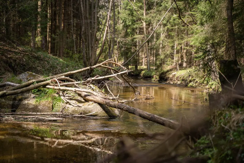 Fly Fishing Small Streams - Driftwood