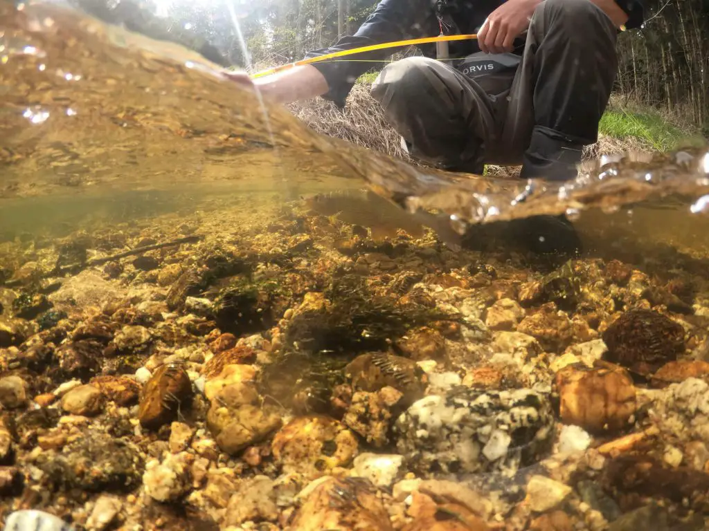 Fly Fishing Small Streams Fish Underwater
