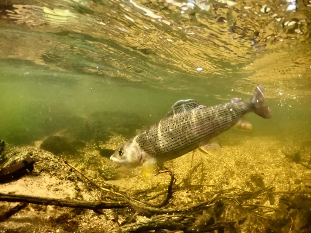 Small Stream Fly Fishing Grayling underwater