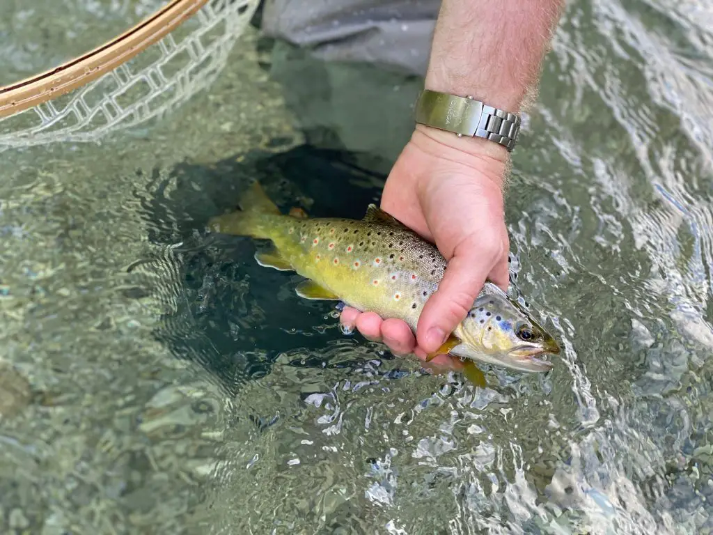 Rudi Heger - Deutsche Traun - Wild Browntrout Release