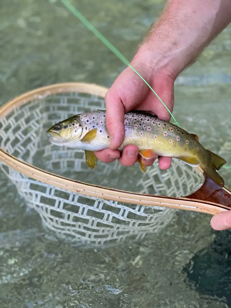 Rudi Heger - Deutsche Traun - Wild Browntrout