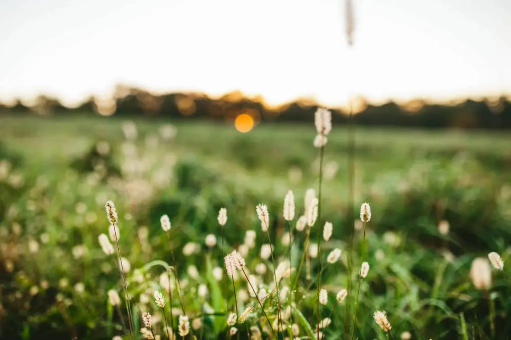 summertime meadow in Wisconsin