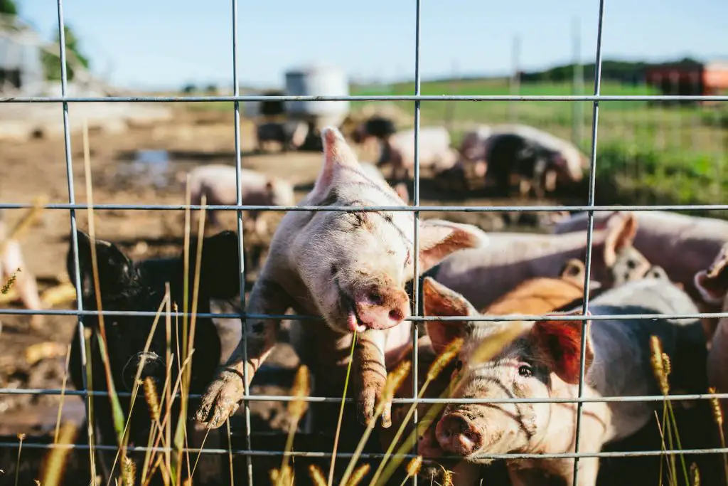 Little pigs in Wisconsin