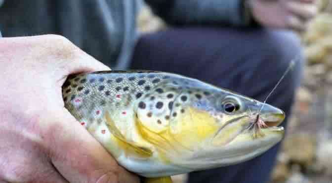 Fly Fishing Wisconsin: Edge of the Driftless Area