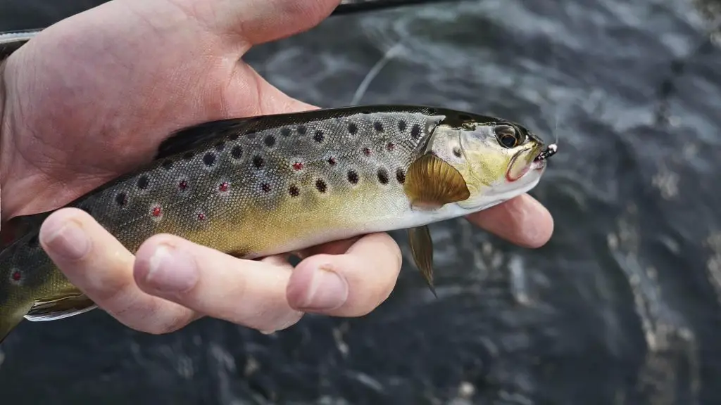 Brown trout with nymph in hand caught while euro nymphing