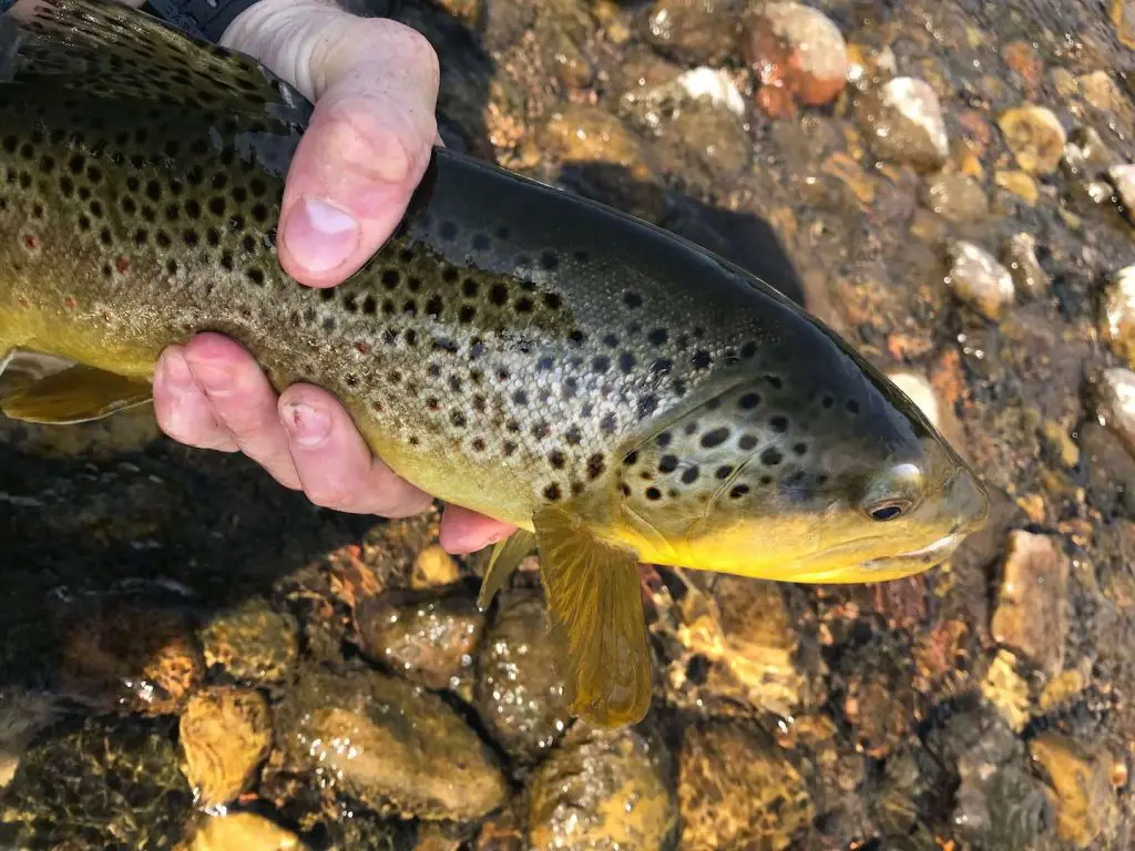 Wild Wisconsin brown trout