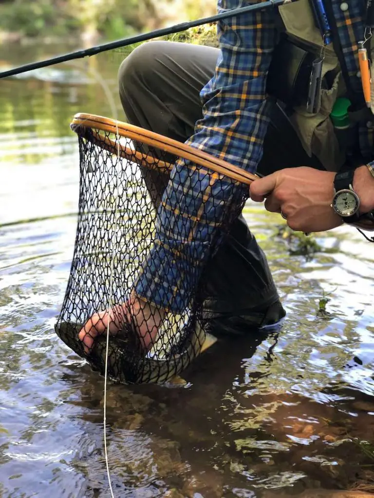 Netting a trout in Wisconsin