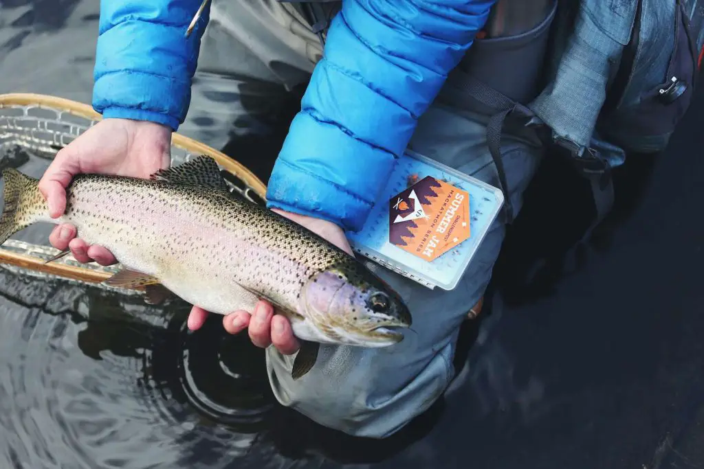 Rainbow Trout caught on a Fly Rod