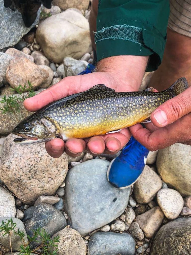 Brook trout in hand 