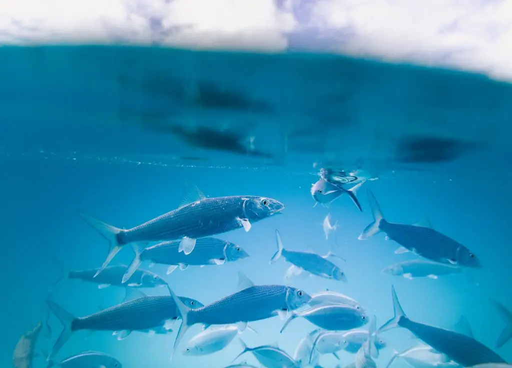 What is Fly Fishing? A Group of Bonefish