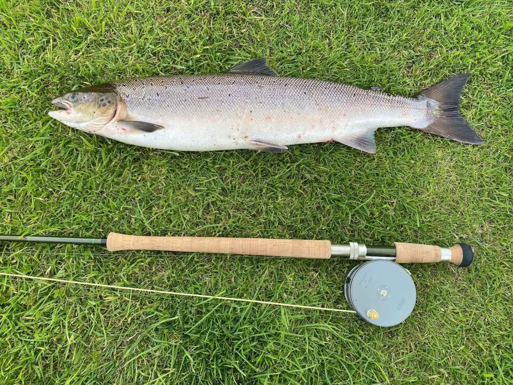 Fliegenfischen: Atlantischer Lachs mit der Zweihandrute gefangen