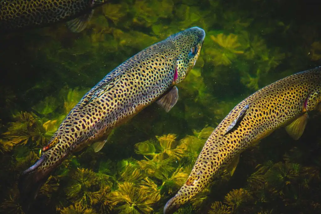 What is Fly Fishing? Big Trout in Crystal Clear Water