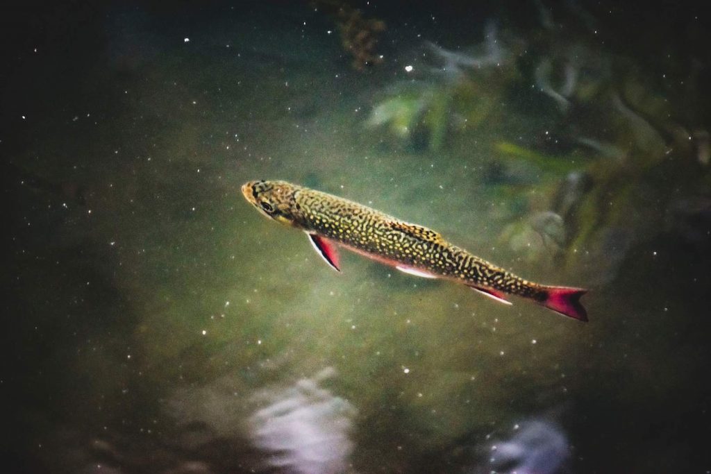 A brook trout in the water