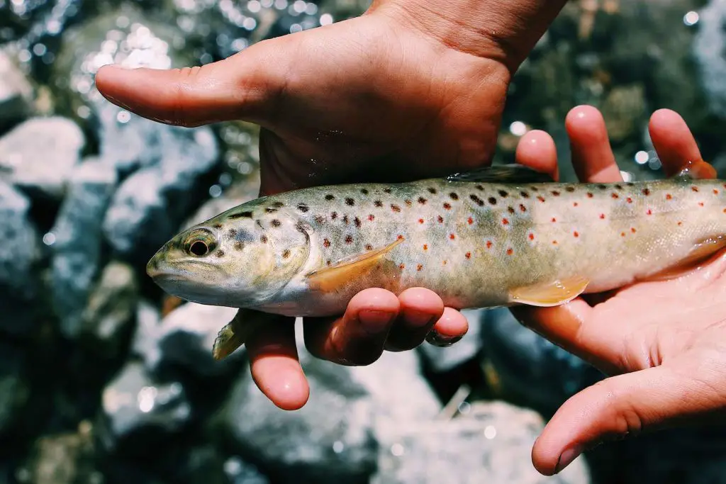 Fliegenfischen auf Forellen