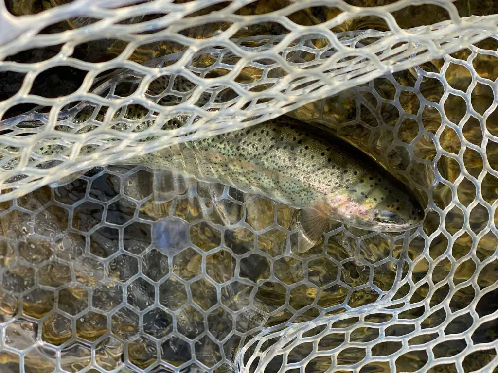 A rainbow trout caught in the river Loisach in Austria