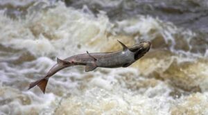 Atlantic Salmon Jumping