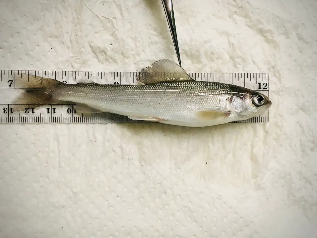 Arctic Grayling Fingerling