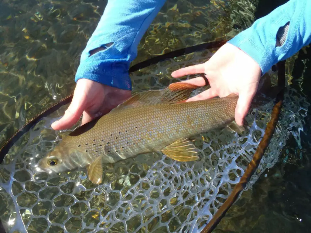 Arctic Grayling in Net