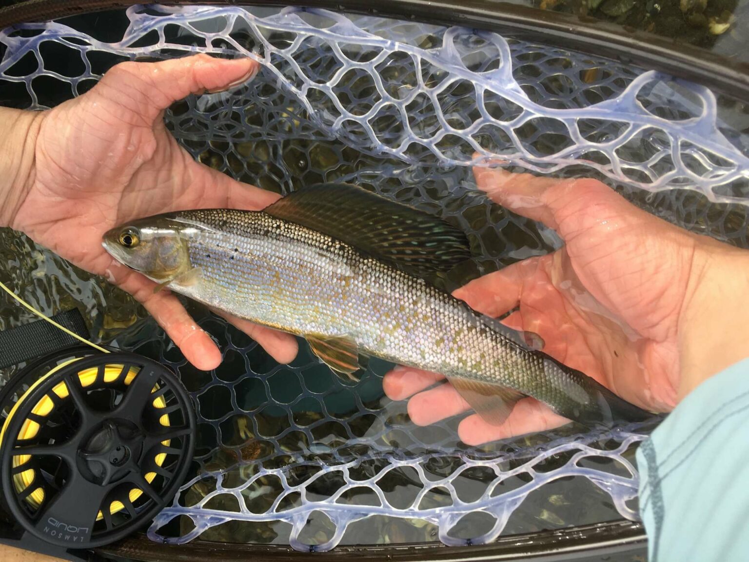 Will Arctic Grayling Return to Michigan? The Wading List
