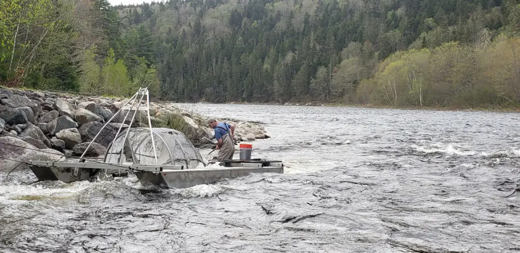 Smolt Wheel on the Mirachimi River - Atlantic Salmon Federation 